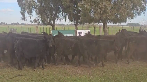 Lote 63 Terneras en Tandil