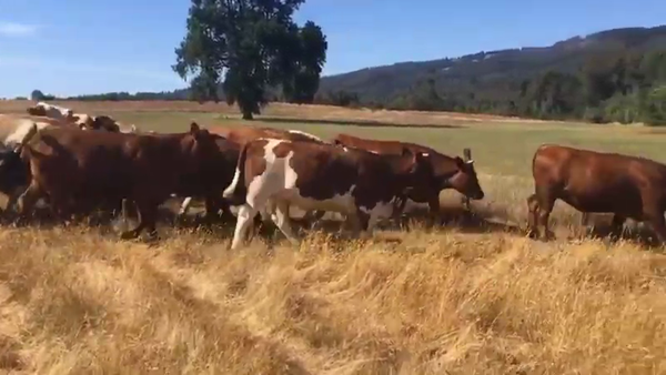 Lote 20 Vaquilla Gorda en Gorbea, IX Región Araucanía
