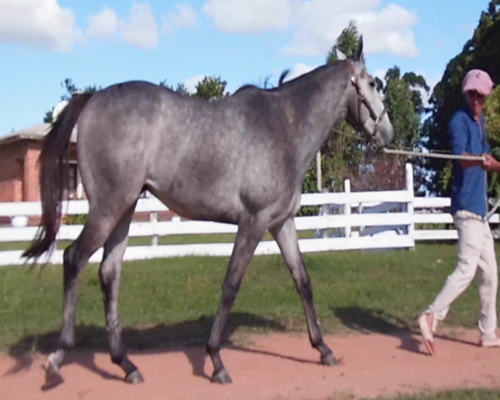 Lote BRIGADEIRO DOIDO