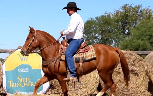 Lote CABALLOS MONTADOS
