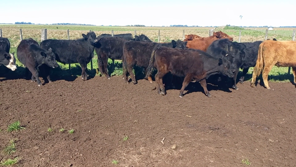 Lote 41 Terneros en Buenos Aires, Urdampilleta