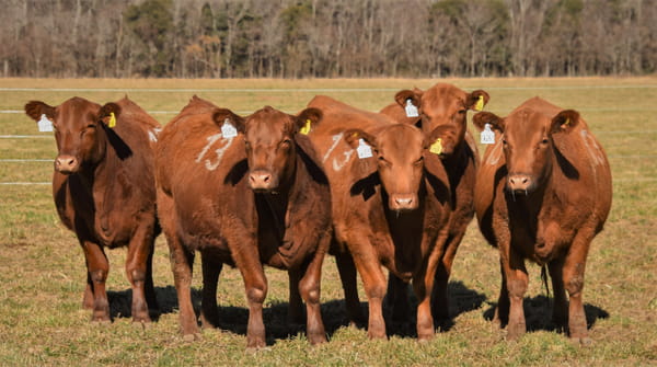 Lote Vaquillonas Angus PC Primavera