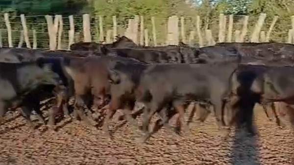 Lote 70 Terneros