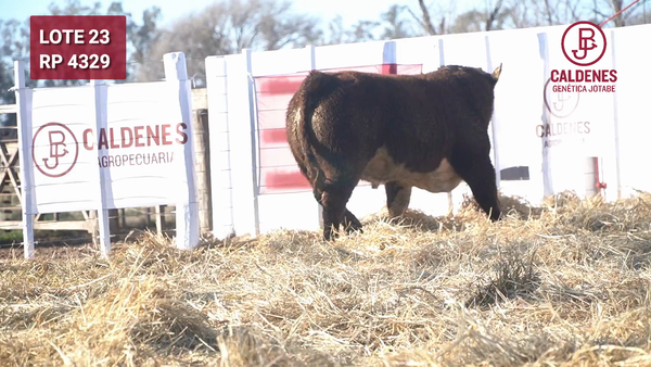 Lote Toro PR