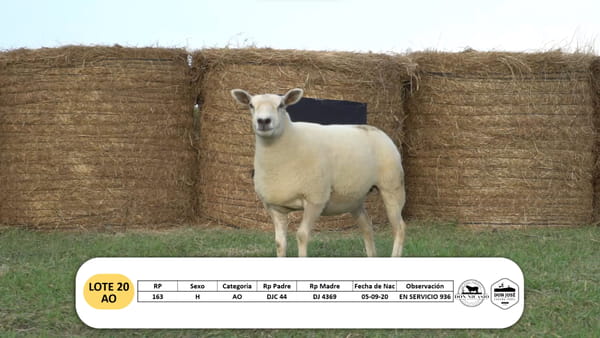 Lote Lote 20 - AO