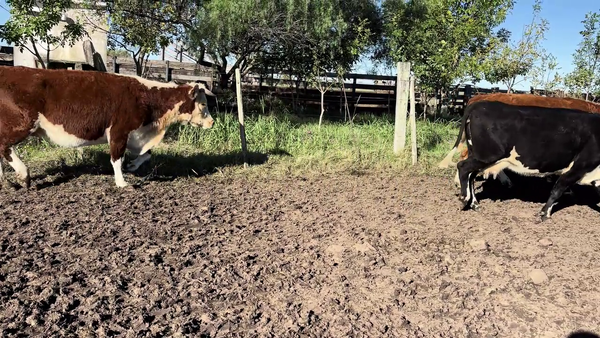 Lote VACAS ENTORADAS