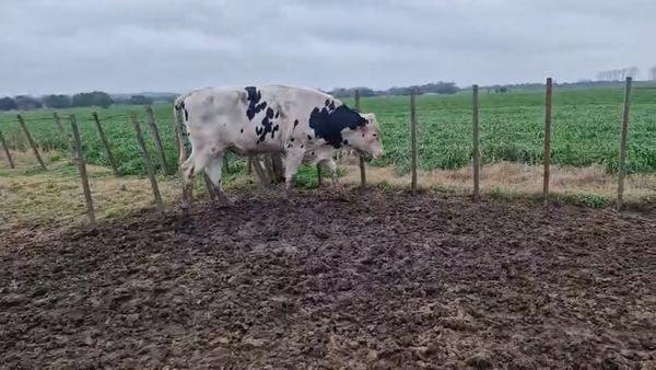 Lote Toros 500kg - , San José