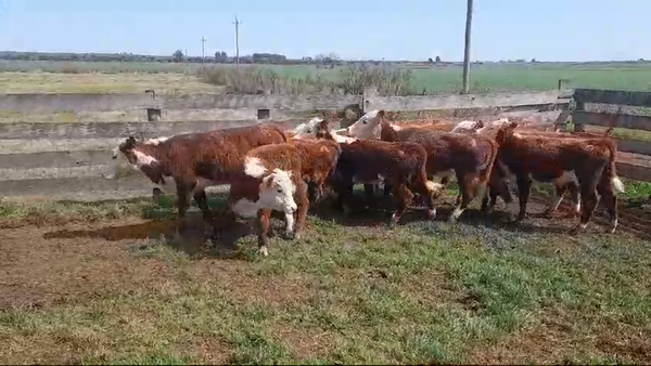 Lote (Vendido)10 Terneras HEREFORD 145kg -  en AGRACIADA