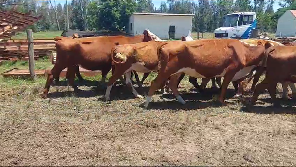 Lote 17 Vacas de Invernada Hereford y Angus en Ruta 1 Km 32