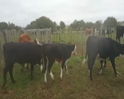 Lote 10 Terneras AA Y CRUZAS 180kg - , San José