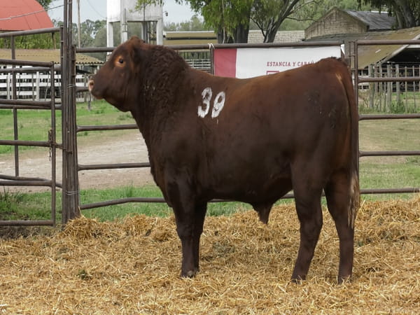 Lote TOROS ANGUS COLORADOS PC