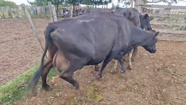Lote 3 Vaca 480kg - , San José