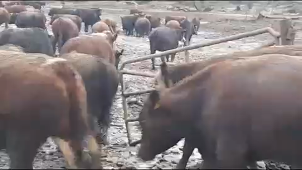 Lote 45 Novillo Gordo en San Clemente, VII  Región Maule