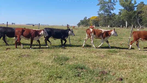 Lote 50 Terneros/as
