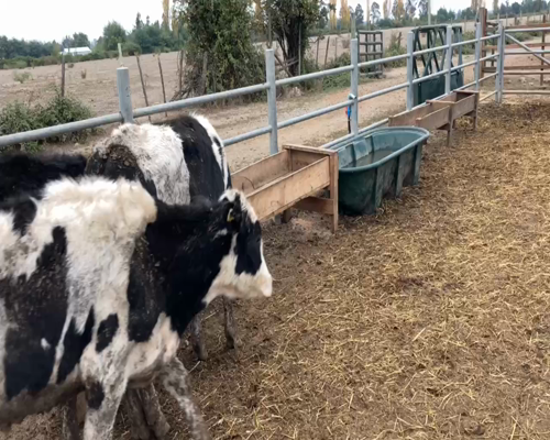 Lote 53 Novillo Engorda en XVI Región Ñuble, Chillán