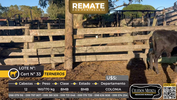 Lote 12 Terneros en Piedra Chata, a 15 km de Cardona Colonia