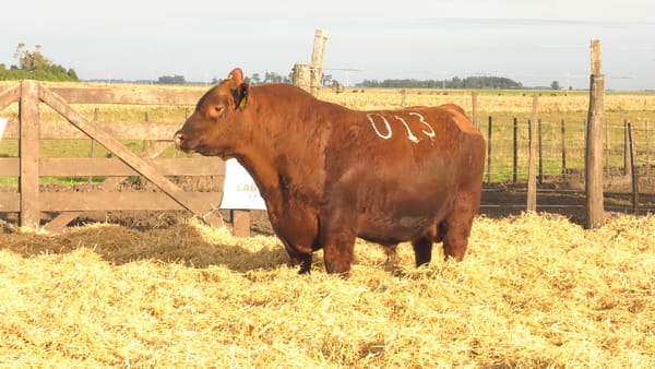 Lote Toros PC Colorados