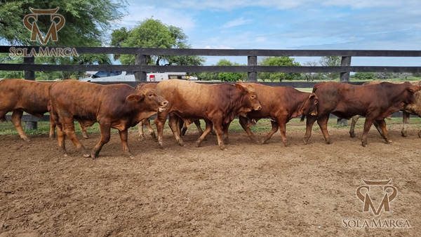 Lote Terneros Cbo 2