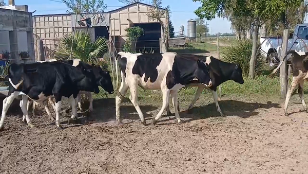 Lote 10 Terneros