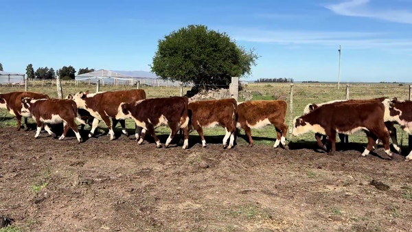 Lote TERNEROS Y TERNERAS