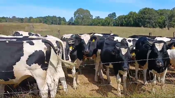 Lote 45 Novillo Engorda en Frutillar, X Región Los Lagos