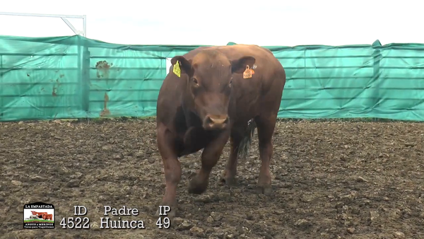 Lote 3 Toros, Durazno