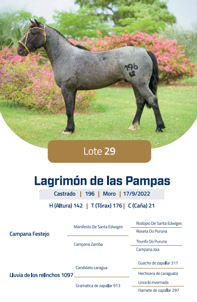 Lote LOTE 29