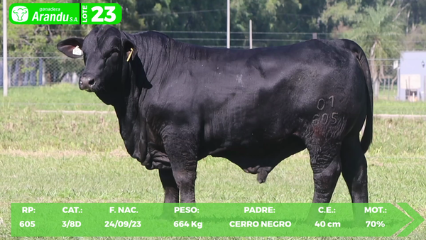 Lote LOTE 23