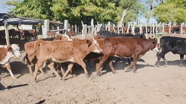 Lote 106 Terneras en San Roque - Corrientes