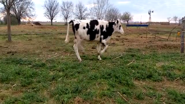 Lote Zenclusen Osvaldo