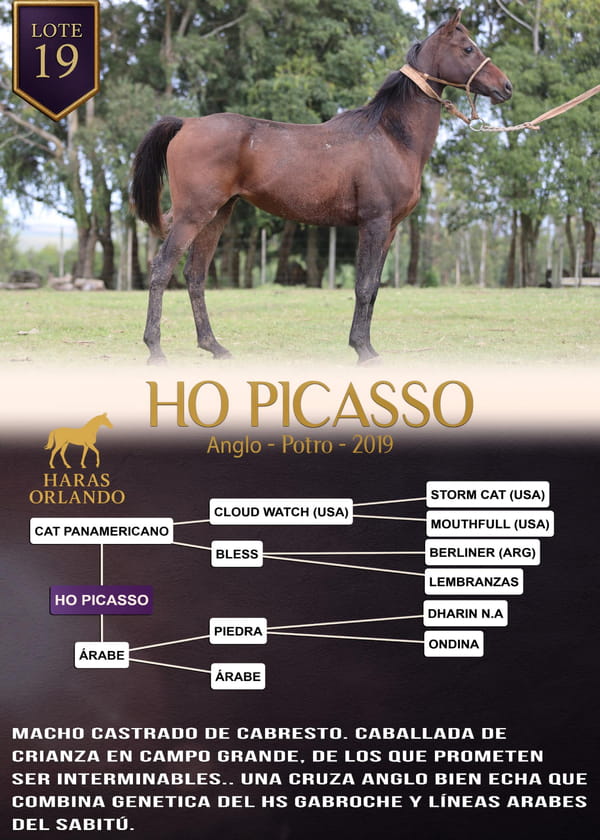 Lote HO PICASSO