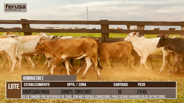 Lote LOTE 5