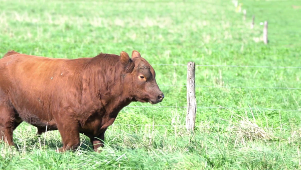 Lote TORO
