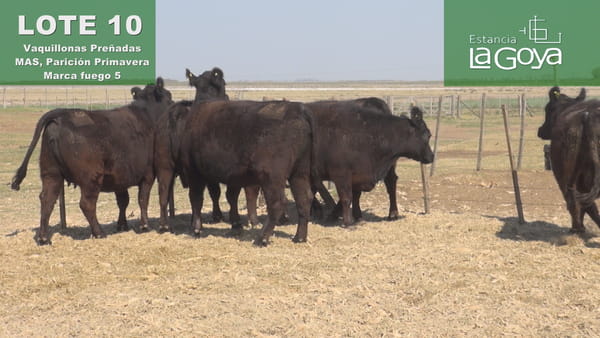 Lote VAQUILLONAS PREÑADAS MAS PARICIÓN PRIMAVERA