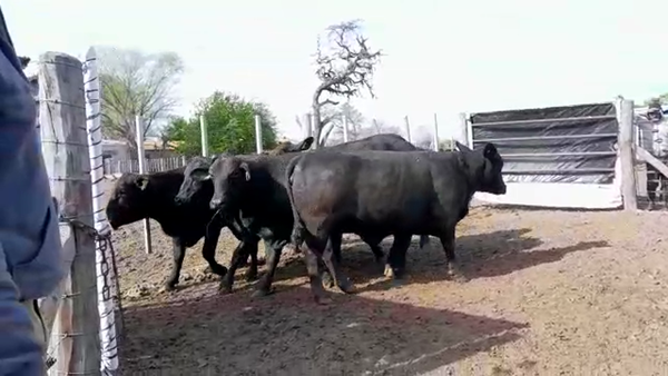 Lote VAQUILLONAS BRANGUS CABAÑA LA NORTEÑA