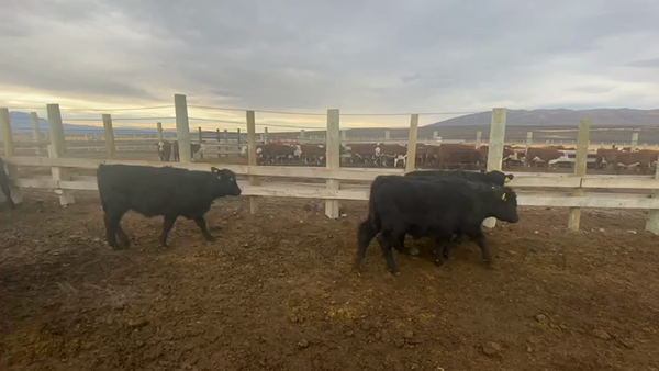 Lote 64 Ternero en Natales, XII Región Magallanes y la Antártica