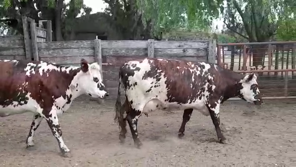 Lote VACAS PI EN PRODUCCION