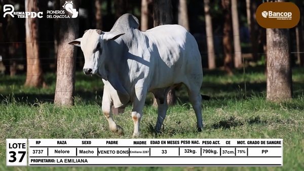 Lote Lote 37