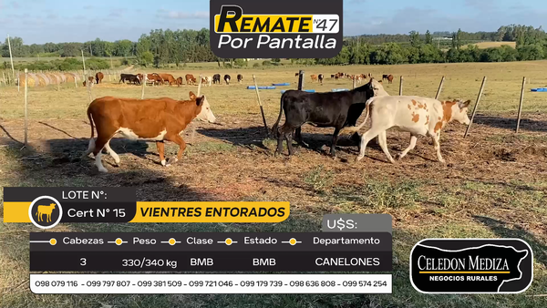 Lote 3 Vientres Entorados en Otra Localidad, Canelones