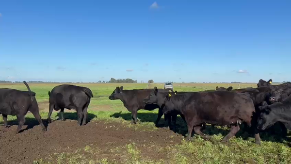Lote 27 Vacas p/ invernar