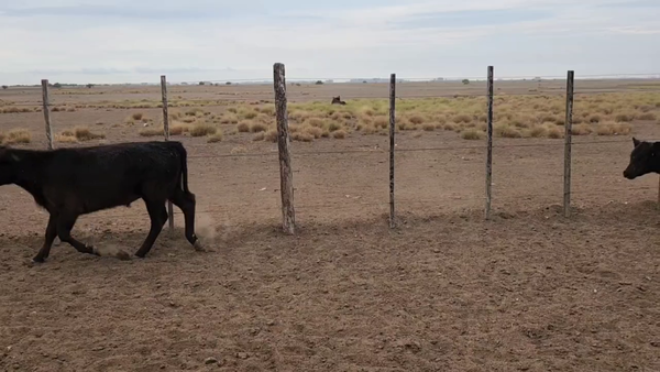 Lote 147 Terneros en Magdalena, Buenos Aires