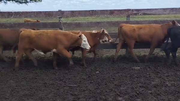Lote Terneros
