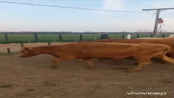 Lote 19 Vacas medio uso C/ cria en Armstrong, Santa Fe