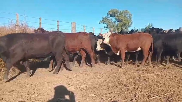 Lote 60 Terneras