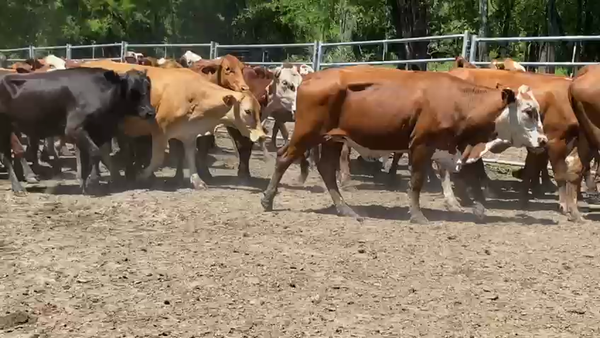 Lote 90 Vacas nuevas en Formosa, Formosa