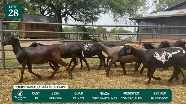 Lote LOTE 28 - POR PANTALLA
