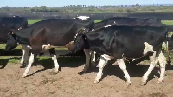 Lote 30 Novillos HOLANDO 250kg - , San José