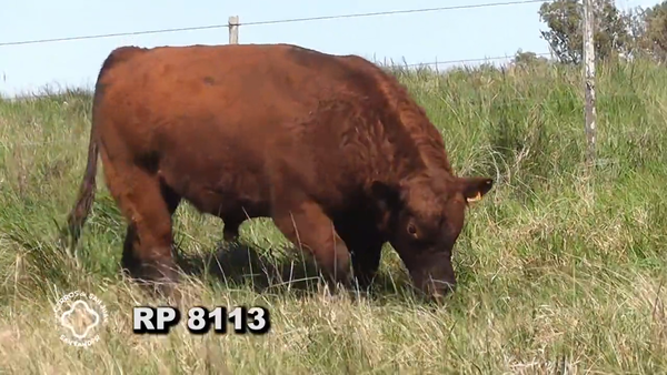 Lote RED ANGUS