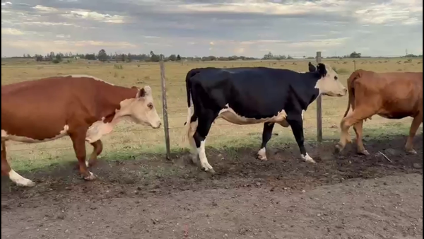 Lote VIENTRES ENTORADOS