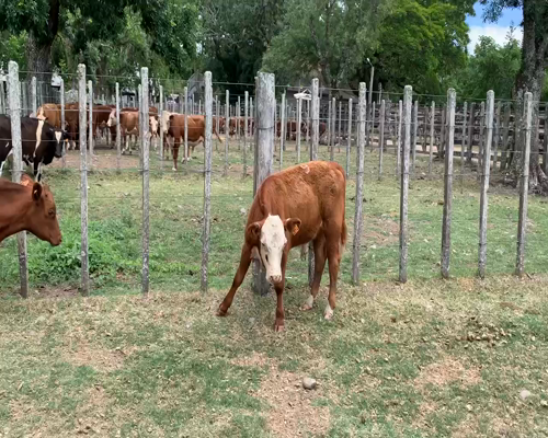 Lote 9 Terneros en Melo, Cerro Largo